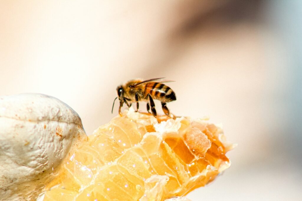 Extrait de propolis